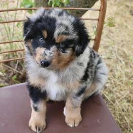 Australian Shepherd Puppies from Hillside Aussies