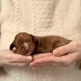Girl 3 - Red female Cavapoo puppy in Kalamazoo, Michigan from Sleeping Bear Kennels