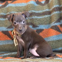 Chula - Black female Xoloitzcuintli puppy in Victorville, California from Elegancia Vintage Xoloitzcuintle