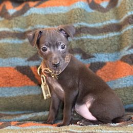 Chula - Black female Xoloitzcuintli puppy in Victorville, California from Elegancia Vintage Xoloitzcuintle