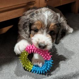 Aussiedoodle Puppies from Ridgeview Aussiedoodles