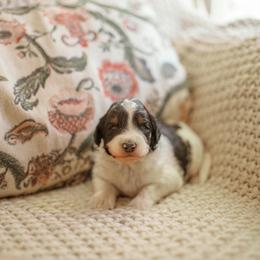 Shock - Black and white male Aussiedoodle puppy in Inman, South Carolina from Dark Corner Doodles