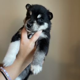 Siberian Husky Puppies from Broward Huskies