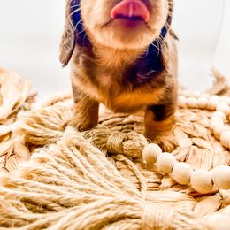 Dachshund Puppies from DachiesDash