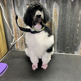 Girl 2 - Parti Poodle puppy in New Braunfels, Texas from Angelic Goldens