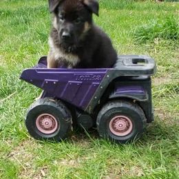 German Shepherd Puppies from Kaiser + Leyna
