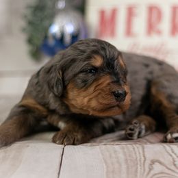 Everest - Family Friendly - Blue merle male Bernedoodle puppy in Eureka, Illinois from Joley Aire Family Dogs