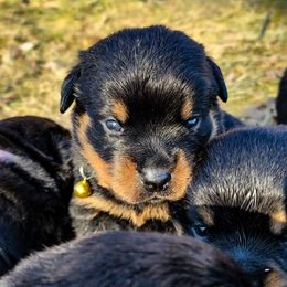 Rottweiler Puppies from Grohn Grown Rottweilers