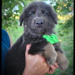 Omelette - Blue male German Shepherd puppy in Fort Jennings, Ohio from Von Holtzapple German shepherds