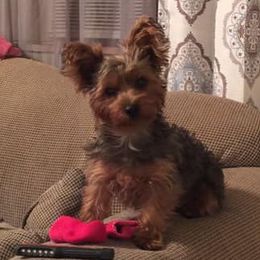 Yorkshire Terriers from Raider Breeds