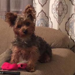 Yorkshire Terriers from Raider Breeds
