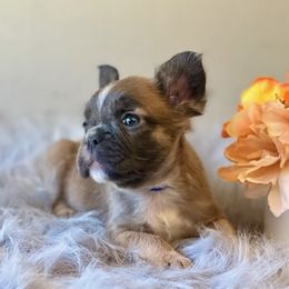 French Bulldog Puppies from Shining K Ranch