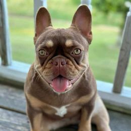 Wonder - French Bulldog