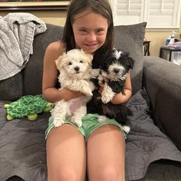 Havanese Puppies from Cielo Havanese