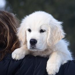Velma - Light golden female Golden Retriever puppy in Hagerstown, Maryland from Pinewood Acres Goldens
