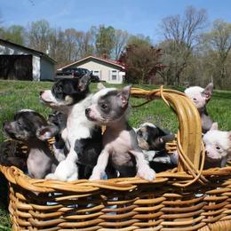 Chihuahua and Chinese Crested Puppies from Western Kentucky Chihuahua’s and Chinese Crested’s