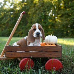Basset Hound Puppies from K&B Farms & Bassets