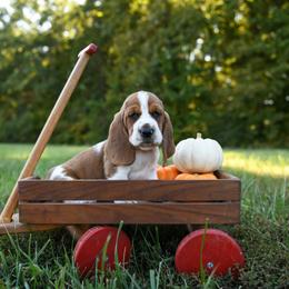 Basset Hound Puppies from K&B Farms & Bassets