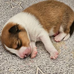 Sundance's Titus-Stratus - Sable and white male Collie puppy in Rapid City, South Dakota from Sundance Scottish-Colleys