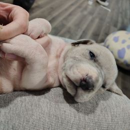 Tinker Bell - Fawn female Great Dane puppy in Marshall, Michigan from Dream K9