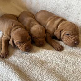 Girl 3 - Golden rust female Vizsla puppy in Albany, Texas from Big Country Kennels