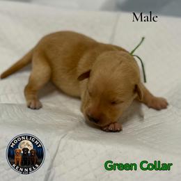Gus Green Collar - Yellow male Labrador Retriever puppy in Elloree, South Carolina from Moonlight Kennels LLC