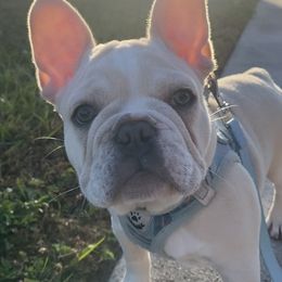 French Bulldog Puppies from Lola’s Frenchies