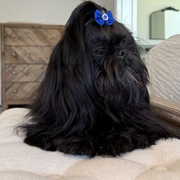 Baxter - Shih Tzu
