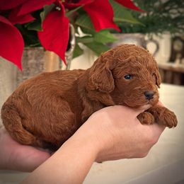 Blue Collar Boy - Red  male Poodle puppy in Modesto, California from Dry Creek Poodles