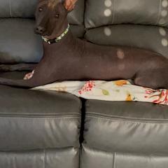 American Hairless Terriers and Xoloitzcuintli from Jodi Zobell's Xoloitzcuintli