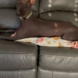 American Hairless Terriers and Xoloitzcuintli from Jodi Zobell's Xoloitzcuintli