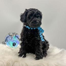Poodle puppies from Puppies By CHARMM