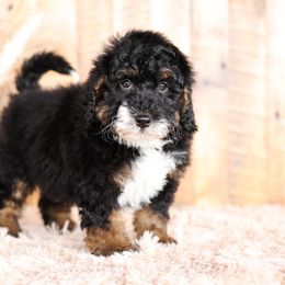 Bernedoodle and Goldendoodle Puppies from Kimberlee’s Kennels
