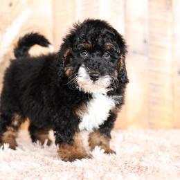 Bernedoodle and Goldendoodle Puppies from Kimberlee’s Kennels