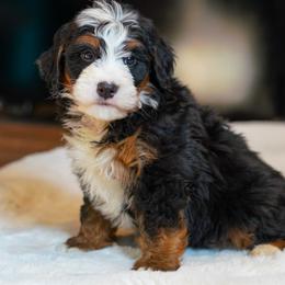 Porky - Tri-color male Bernedoodle puppy in Dundee, Ohio from Down Home Doodle