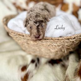 Lucky - Merle male Goldendoodle puppy in Taylorsville, Georgia from Sweet Southern Doodles