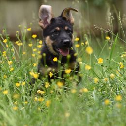 German Shepherd Puppies from Patriot Shepherds