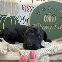 Timber (Mini Size) - Black male Bordoodle puppy in Canfield, Ohio from Poo's Doo's & Inu's