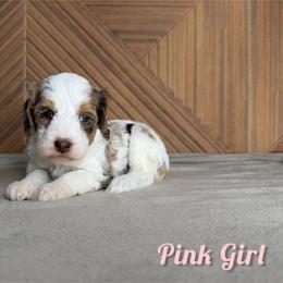 Pink Girl - Chocolate merle female Bernedoodle puppy in Modesto, California from Two Doods Doodles