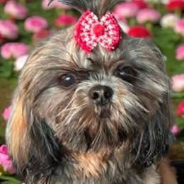Companion Crosses, Lhasa Apsos, and Shih Tzus from The Ruff Life Tribe