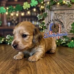 AFDs Gus - Cream male Dachshund puppy in Waverly, Ohio from Always Faithful Dachshunds