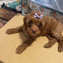 Poodle Puppies from Red toy poodles