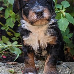 Bernedoodle Puppies from Mountain Top Bernedoodles