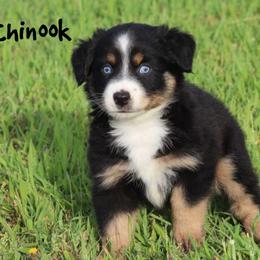 Chinook - Black tri male Miniature Australian Shepherd puppy in Garden Plain, Kansas from Krazy K Aussies
