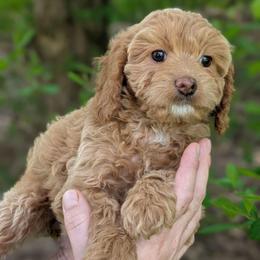 Bunny - Cream female Cavapoo puppy in Coshocton, Ohio from Forever Family Puppies