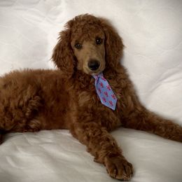 Poodle Puppies from Prissy Pants Poodles LLC