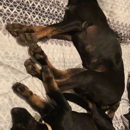 Belgian Malinois and Working Cross Puppies from L G Kennels