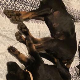 Belgian Malinois and Working Cross Puppies from L G Kennels