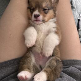 Pembroke Welsh Corgi Puppies from Sugarbush Corgis