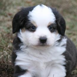 Min28 - Black tri male Miniature Australian Shepherd puppy in Fairview, South Dakota from Dakota Toy Aussies